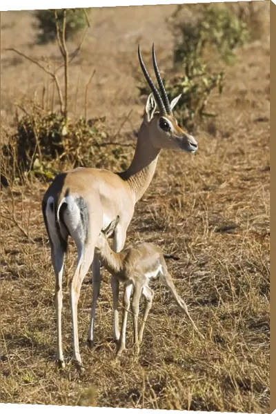 Kenya, Tsavo National Park, Grants gazelle (Nanger granti) with young suckling