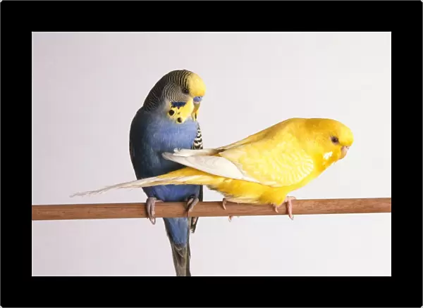 Male blue budgerigar and female yellow budgerigar perching on pole