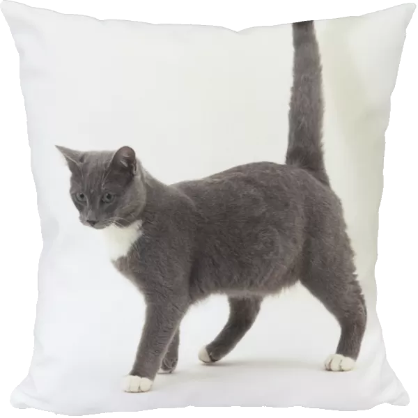 Grey cat with white paws and white around its neck, side view