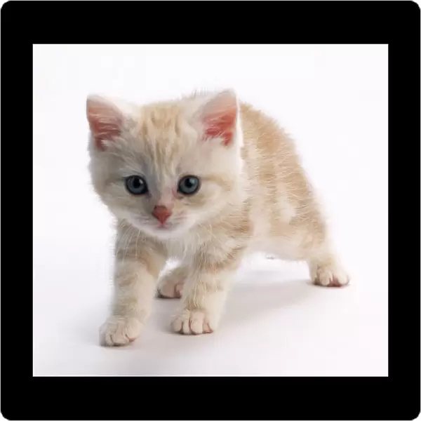 Ginger and white tabby kitten, looking at camera