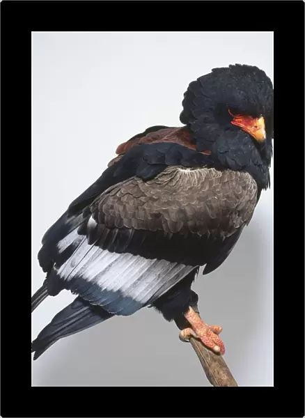 Side view of a Bateleur, Terathopius ecaudutus, perched on a branch and facing forwards