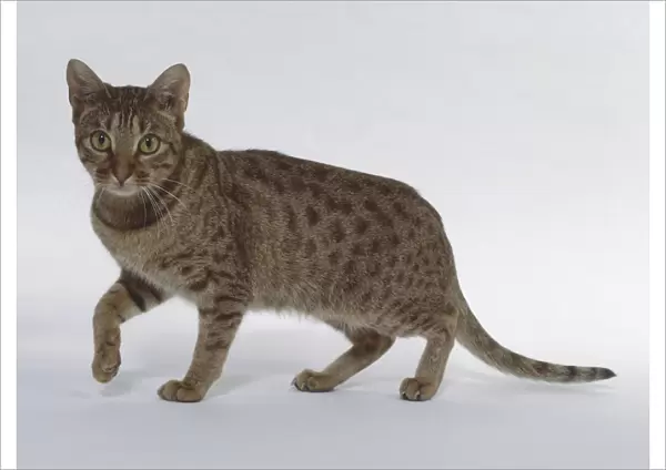 Chocolate Ocicat shorthaired cat with clearly defined spots, walking