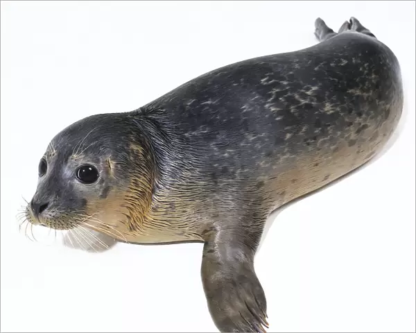 Common or Habour Seal (Phoca vitulina), high angle view
