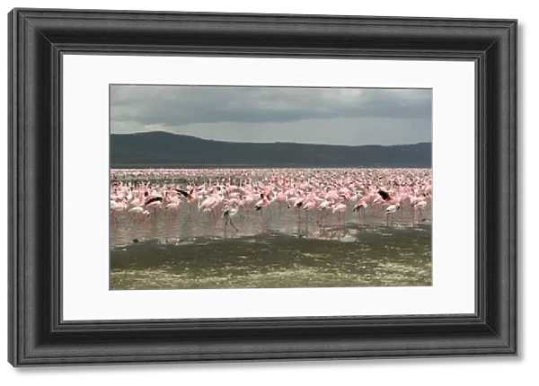 Kenya, Lake Nakuru National Park, Cormorant Point, colony of Lesser flamingos (Phoenicopterus minor)