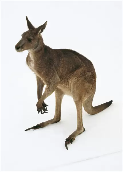 Macropus sp. probably M. rufus (red kangaroo). Family Macropodidae