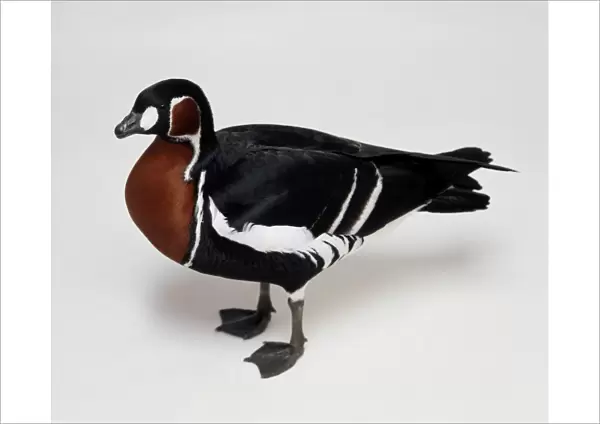 Red-Breasted Goose (Red-Breasted Goose) showing natural pattern in dark plumage striped with white