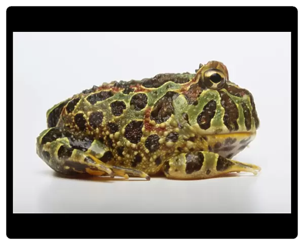 Ornate horned frog (Ceratophrys ornata), side view