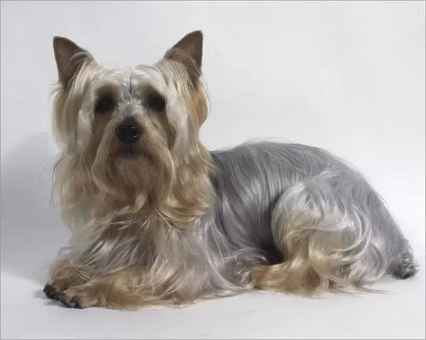 Australian Silky Terrier, lying down, with silky grey blond long hair and small pointed ears
