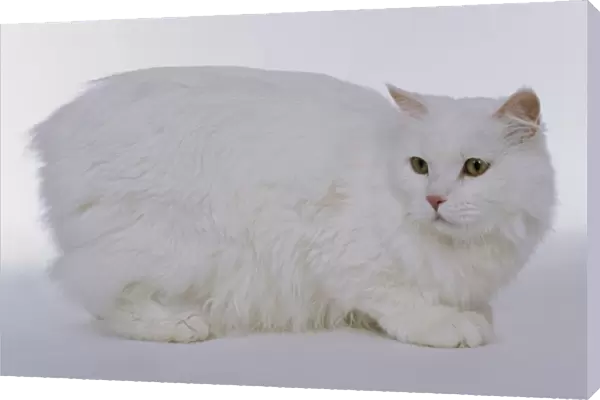 White Cymric Cat, side view