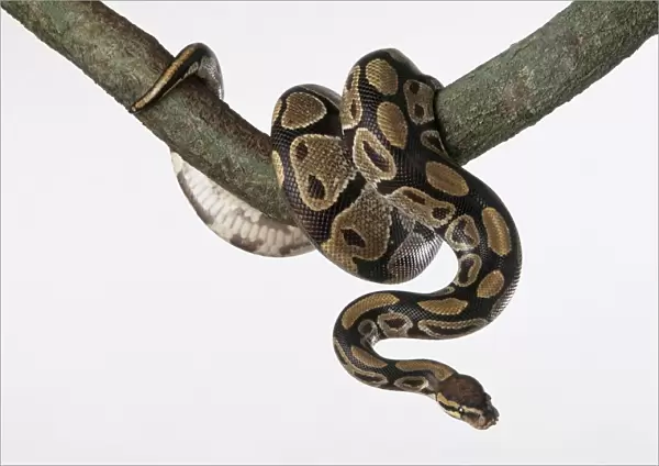 Royal python (Python regius), curled up around a tree branch