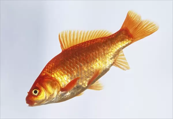 Goldfish (Carassius auratus), side view