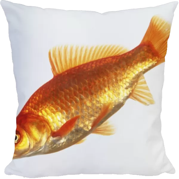Goldfish (Carassius auratus), side view