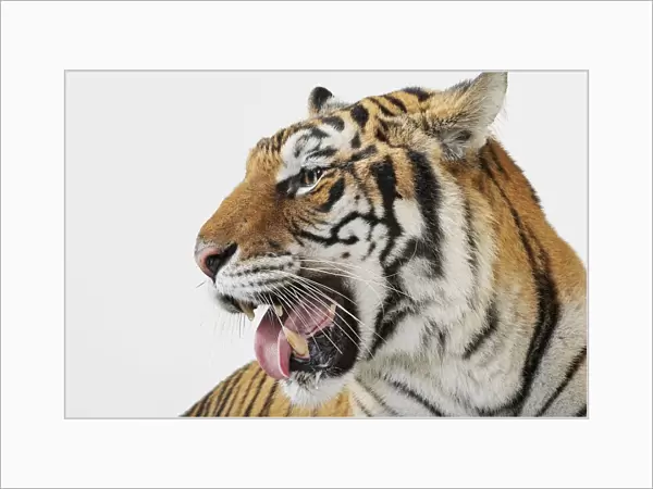 Head of a Tiger (Panthera tigris) roaring, profile