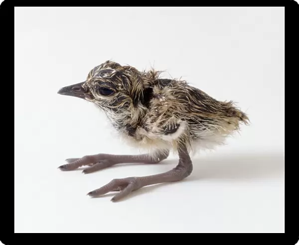 Crowned plover (Vanellus coronatus) chick standing, side view