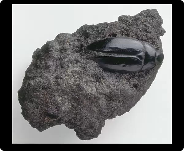 Insects - Hydrophilus: Fossilized in tar sands