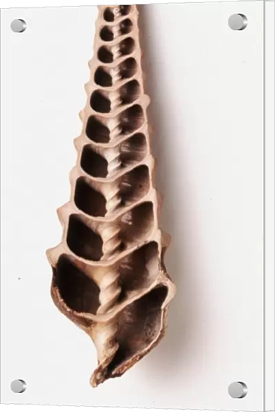 Gastropods - Campanile: Cross section of the fossilised shell of the giant cerith, the Campanile giganteum (Lamarck), which lives on the sandy bottoms of very shallow, warm seas. THe only surviving species live off the coast of Australia