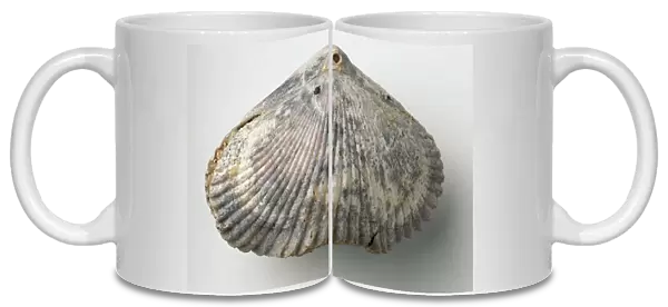 Brachiopods - Cyclothyris: The shell of the brachiopod Cyclothyris difformis (Valenciennes), which is often found in sediments that have been deposited in moderate to high energy environments