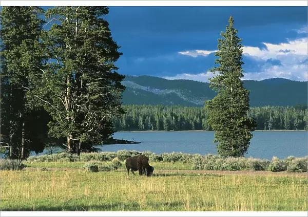 USA, Wyoming, Yellowstone National Park (UNESCO World Heritage List, 1976). American Bison (bison bison)