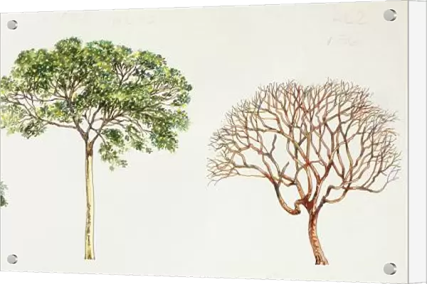 Saman Pithecelloblum saman, Jatoba Hymenaea courbaril, Gumbo-limbo Bursera simaruba and West Indian Elm Guazuma ulmifolia, illustration