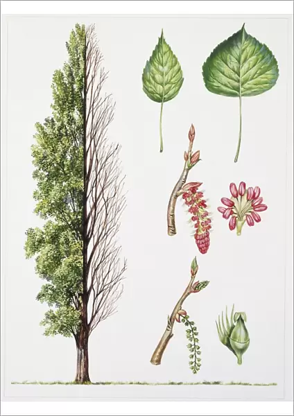Black Poplar (Populus nigra), illustration