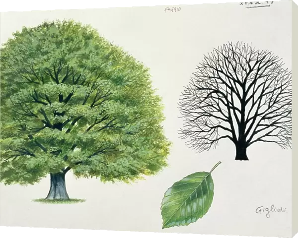 Fagaceae - European Beech Fagus sylvatica, illustration