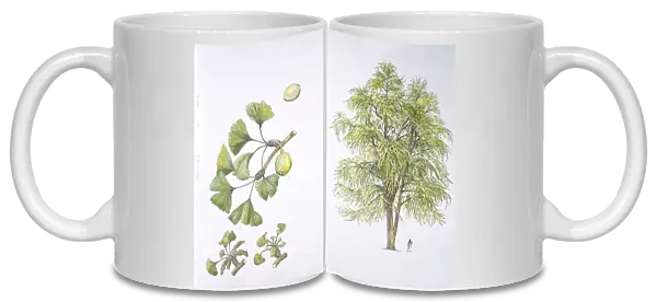 Maidenhair Tree (Ginkgo biloba) plant with flower, leaf and seed, illustration