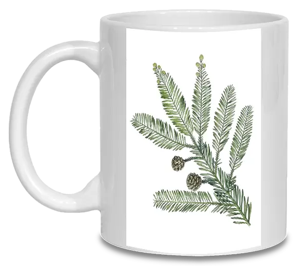 Cupressaceae Leaves and cones of Redwood Sequoia sempervirens, illustration