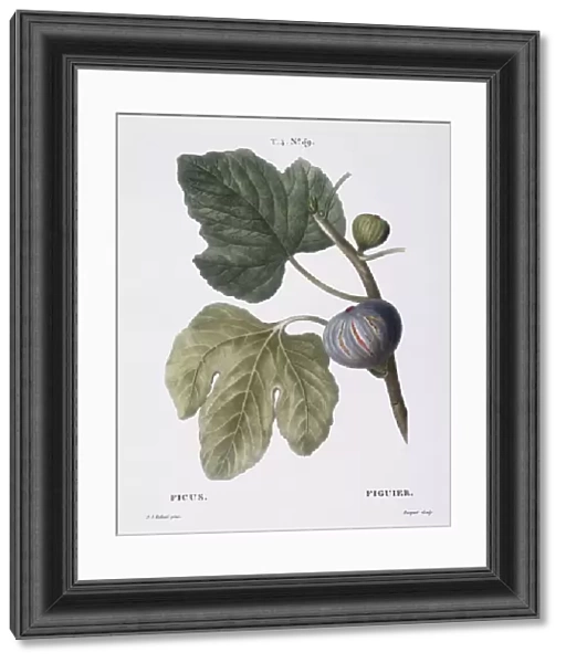 Fig (Ficus), Henry Louis Duhamel du Monceau, botanical plate by Pierre Joseph Redoute