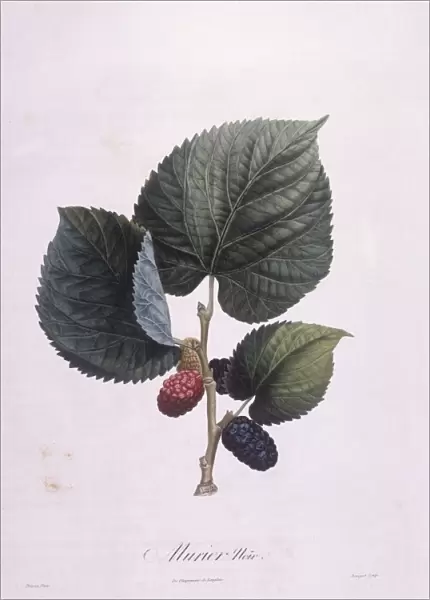Black mulberry (Morus nigra), Henry Louis Duhamel du Monceau, botanical plate by Pierre Antoine Poiteau