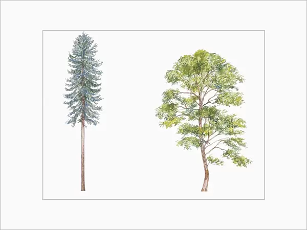 Botany, Trees, Engelmann spruce Picea engelmannii; Paper birch Betula papyrifera, Illustration