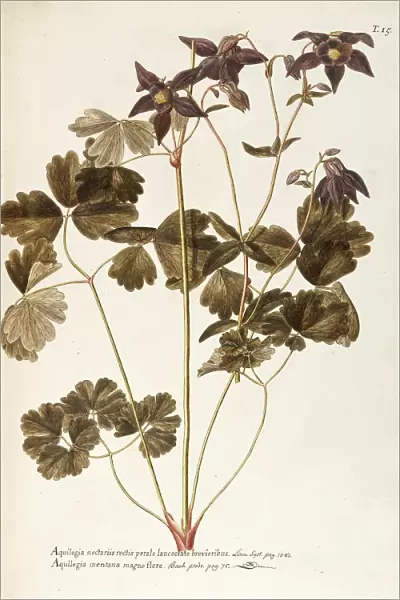 Alpine Columbine (Aquilegia alpina), Ranunculaceae by Francesco Peyrolery, watercolor, 1765