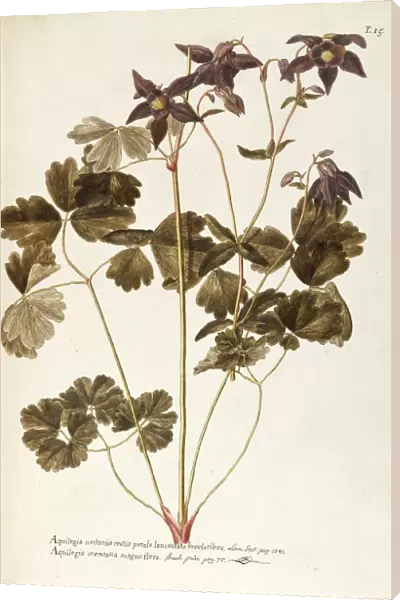 Alpine Columbine (Aquilegia alpina), Ranunculaceae by Francesco Peyrolery, watercolor, 1765