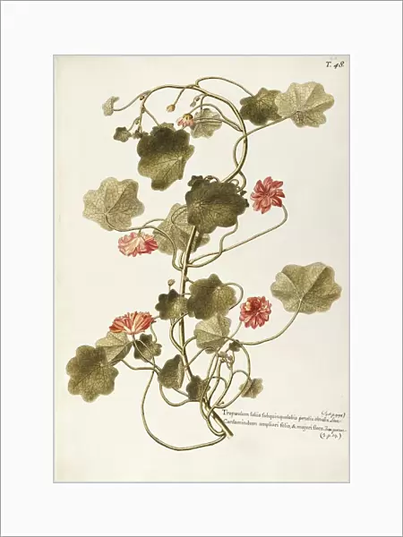 Nasturtium or Indian Cress (Tropaeolum majus), Tropaeolaceae, herbaceous annual plant for flower beds native to Peru, watercolor, 1765