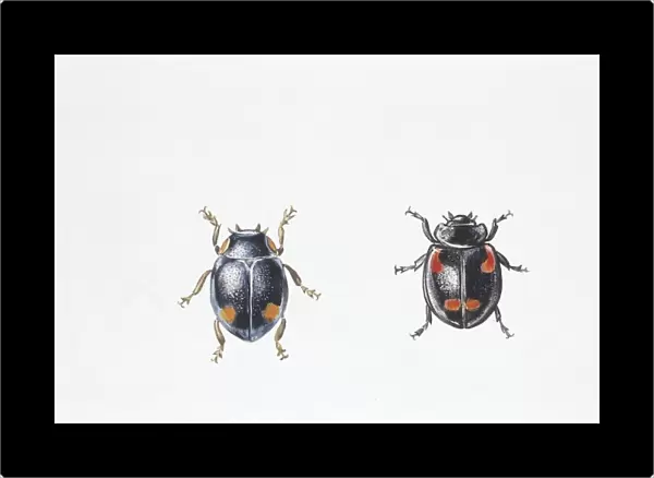 Beetle (Hyperaspis campestris), illustration