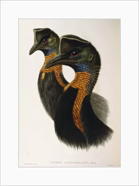 Illustration from John Goulds The Birds of Australia representing Northern Cassowary Casuarius unappendiculatus, by Oscar Dressler, 1840-1848, engraving