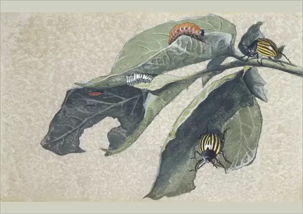 Colorado potato beetle (Leptinotarsa decemlineata), illustration