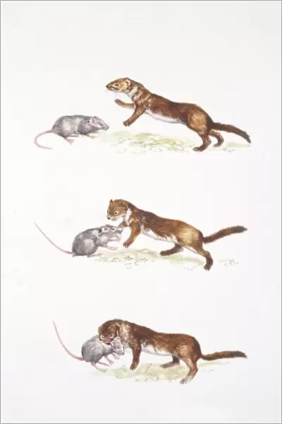 Ermine (Mustela erminea) hunting, illustration