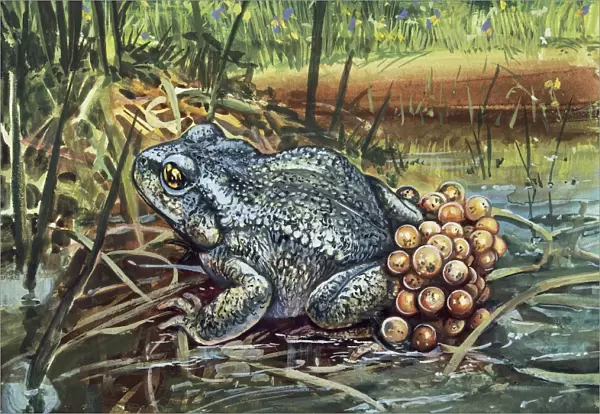Close-up of a Colorado River toad producing eggs (Bufo Alvarius)