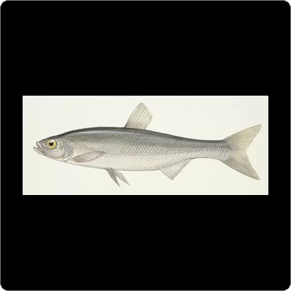 Fishes: Bleak (Albrunus albrunus alborella), illustration