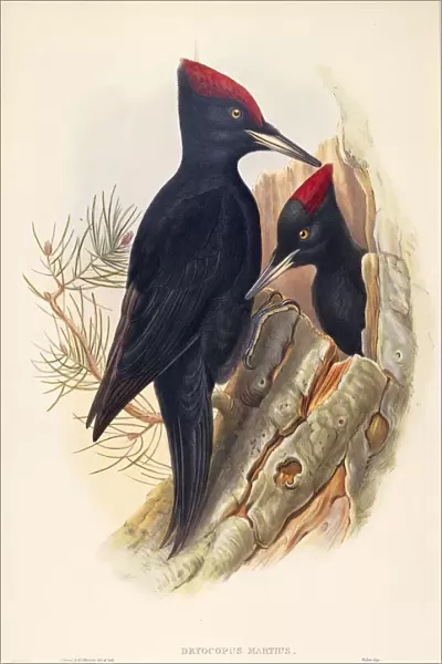 Illustration from John Goulds The Birds of Great Britain representing pair of Black Woodpeckers Dryocopus martius, 1862-1873, colored engraving