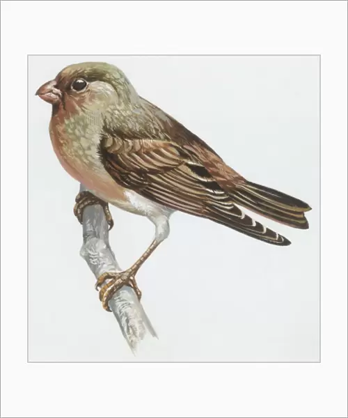 Zoology: Birds, Trumpeter Finch, (Rhodopechys githaginea), illustration