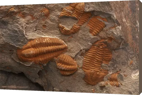 Morocco, Er Rachidia Province, Oued Ziz, Ziz Valley, Tafilalt Region, Erfoud, Middle Cambrian fossil Ellipsocephalus Hoffi