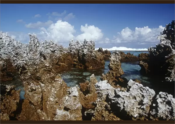 French Polynesia, Tuamotu archipelago, Rangiroa, Fossilized coral formations