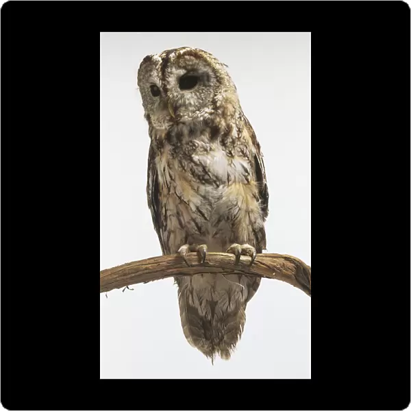 Tawny Owl (Strix aluco), perching on branch