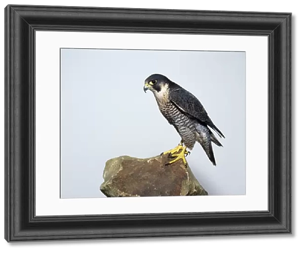 Peregrine Falcon (Falco peregrinus) perching on rock, close-up