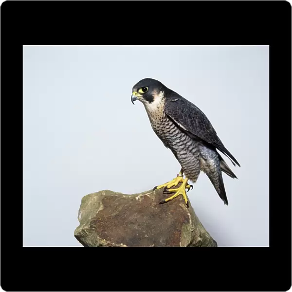 Peregrine Falcon (Falco peregrinus) perching on rock, close-up