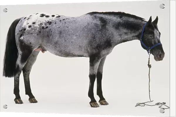 Blue roan stallion, head lowered waering blue headcollar and lead rein
