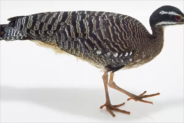 Overhead side view of a Sunbittern, with a slender bill for picking up prey, and long, wading legs. The plumage is intricately barred, striped and mottled in black, brown, olive, and grey. In flight a large, dark eye-spot is reavealed on the wings