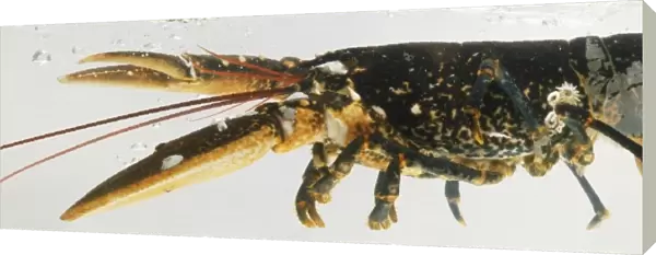 European Lobster (Homarus gammarus), side view