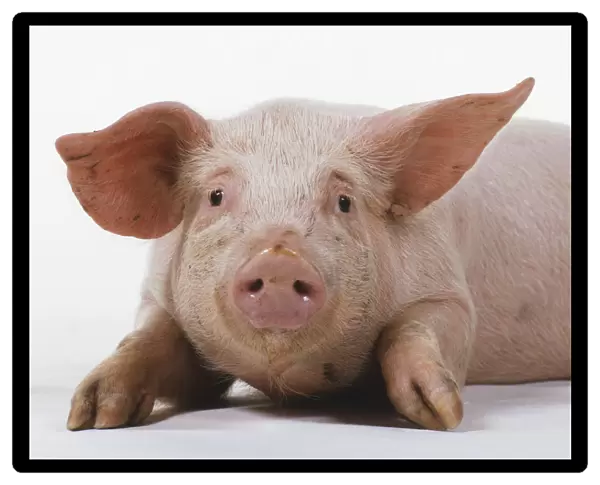 Front view of six-month-old Pink Piglet lying down